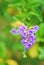 A small cluster of purple ultraviolet colored flowers