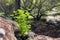 Small cluster of vegetation in the forest