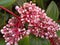 small clusters of flowers, pretty pink