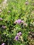 small clusters of vibrant purple flowers show their beauty around a magnificent pond