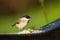 Small Coal Tit bird with a distinctive grey back, black cap eating bird food.