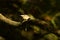 Small Coal Tit perched on branch with blurred woodland background