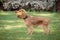 Small cocker spaniel dog with a beautiful blonde hair