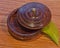 Small Cocobolo Ring Dish with Lid