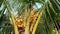 Small coconut fruit not yet ready for harvesting