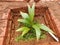 A small coconut plant inside a pit