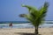 Small coconut tree by the sea on the beach