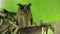 Small Collared scops-owl Otus bakkamoena winters among green banana leaves.