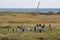 Small colony of King penguins in chilean Tierra del Fuego