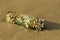 A small colony of sea shells on a plastic bottle on sand of the