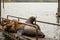 small colony of sealions on old wooden dock