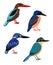 Small colored birds