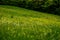 Small colored flowers sprinkled between grasses of various shades of green