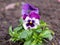 Small colored pansies planted in the ground, spring planting time in the garden