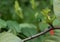 Small colorful Beetle insect on a leaf