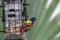 Small colorful bird eating from a feeder