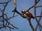 Small colorful bird perched on a gnarled tree branch in a bkue sky