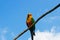 small colorful bird sitting on a branch