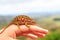 Small colorful chameleon clamping on a finger of a hand