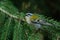 Small and colorful Common firecrest, Regulus ignicapilla singing