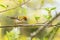 Small and colorful Common firecrest, Regulus ignicapilla singing