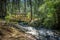 Small colorful covered wooden bridge - Parque Arvi, Medellin, Colombia