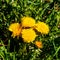 Small colorful flowers