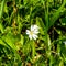 Small colorful flowers