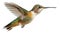 Small colorful hummingbird flying in air with extended with