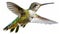 Small colorful hummingbird flying in air with extended with