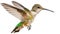 Small colorful hummingbird flying in air with extended with