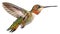 Small colorful hummingbird flying in air with extended with