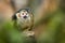 Small, colorful, olive green rainforest monkey, isolated against blurred green background. Close up, direct view.