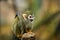 Small, colorful, olive green rainforest monkey, isolated against blurred green background. Close up, direct view. Common