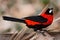 Small colorful tropical bird on a branch