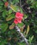 Small colorful tropical flowers with thorns