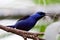 Small colorful tropical humming bird on a branch