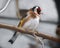 Small colorfull bird sitting on branch