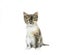 Small colorfull kitten on white background
