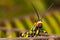 Small coloured orange, yellow, white and black grasshopper