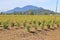 Small Commercially Grown Cedar Hedging