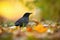 Small common blackbird female sitting on the ground between orange leafs