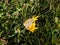 The small or common copper (Lycaena phlaeas). The upperside forewings are a bright orange with a dark edge border