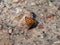 The small or common copper (Lycaena phlaeas). The upperside forewings are a bright orange with a dark edge border