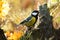 Small common European songbird Great tit, Parus major perched in the middle of autumn foliage colors in Estonian boreal forest.