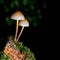 Small, common fungus. Mycena Polygramma,