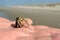 Small common `Pagurus Bernhardus` Hermit Crab placed on palm of a hand with beach in background