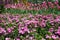 Small common pink flowers blooming in spring garden with tulips