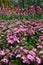 Small common pink flowers blooming in spring garden with tulips