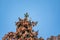 A small common redpoll bird, Acanthis flammea, sits on top of a fir tree among cones against a blue sky